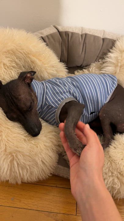 Enlarge Chunky, a Adoptable Xoloitzcuintli / Mexican Hairless in Brooklyn, NY video 5/6