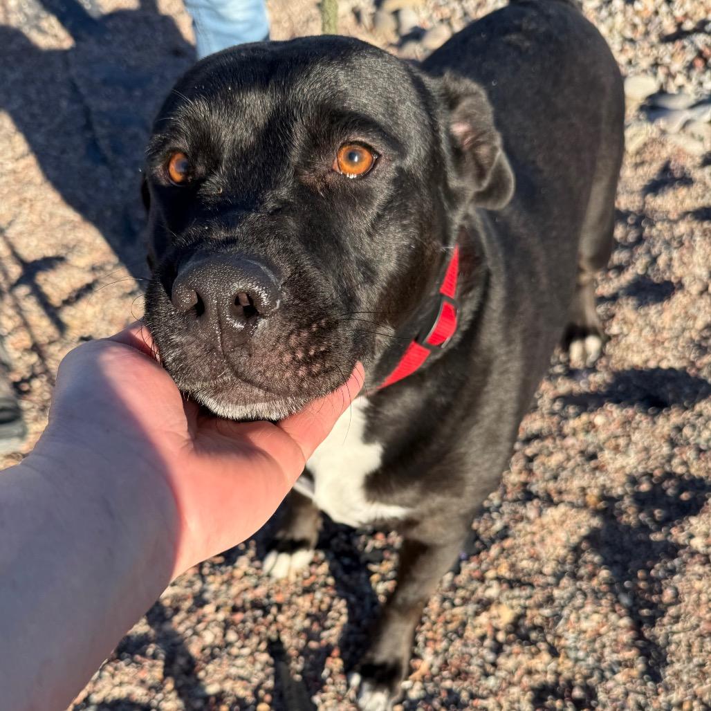 Adonis, Adoptable, Adult Male Mixed Breed.