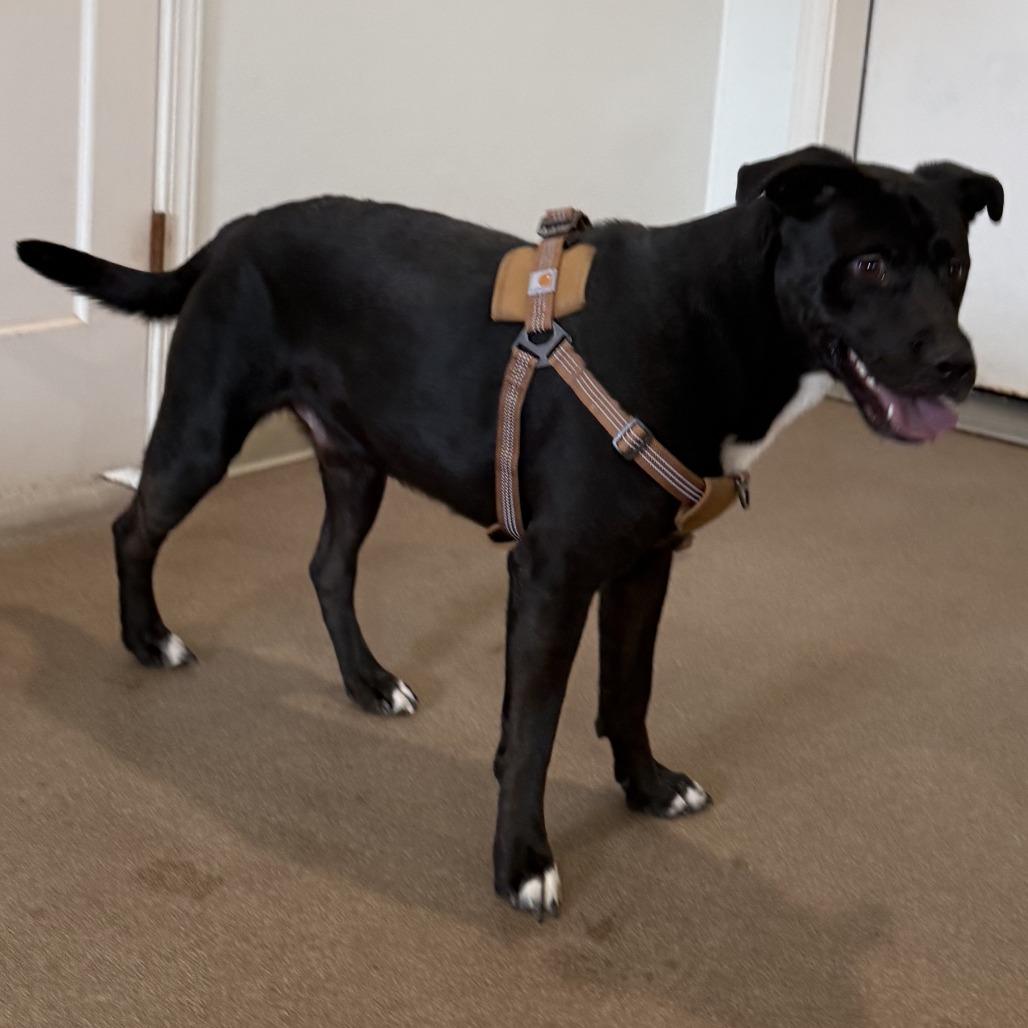 Enlarge Adonis, a Adoptable mixed breed in Cedaredge, CO image 2/6