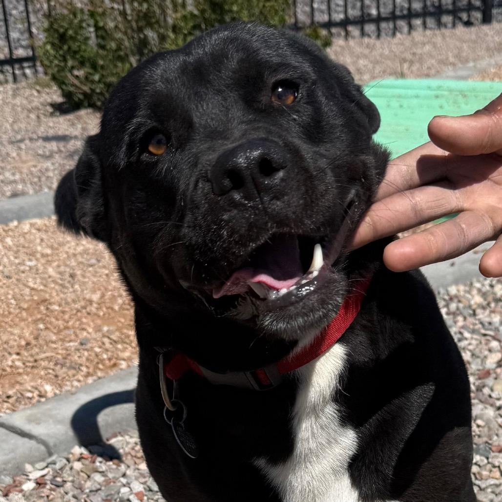 Adonis, Adoptable, Adult Male Mixed Breed & Mixed Breed.