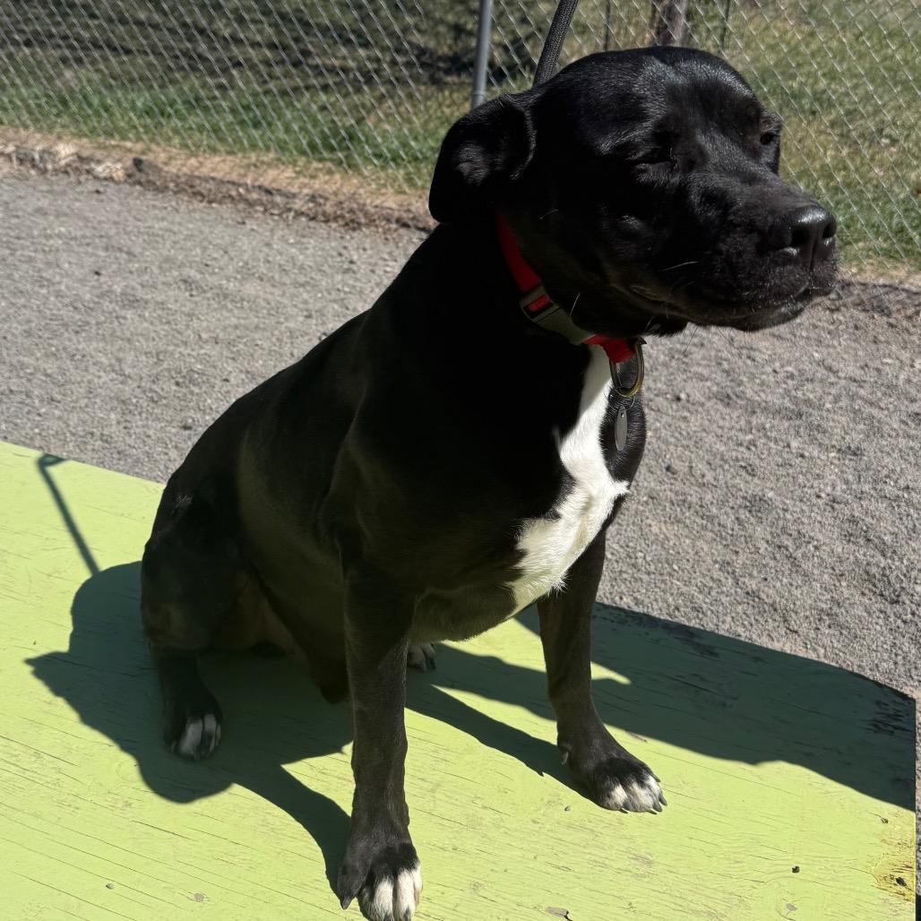 Enlarge Adonis, a Adoptable mixed breed in Cedaredge, CO image 2/6