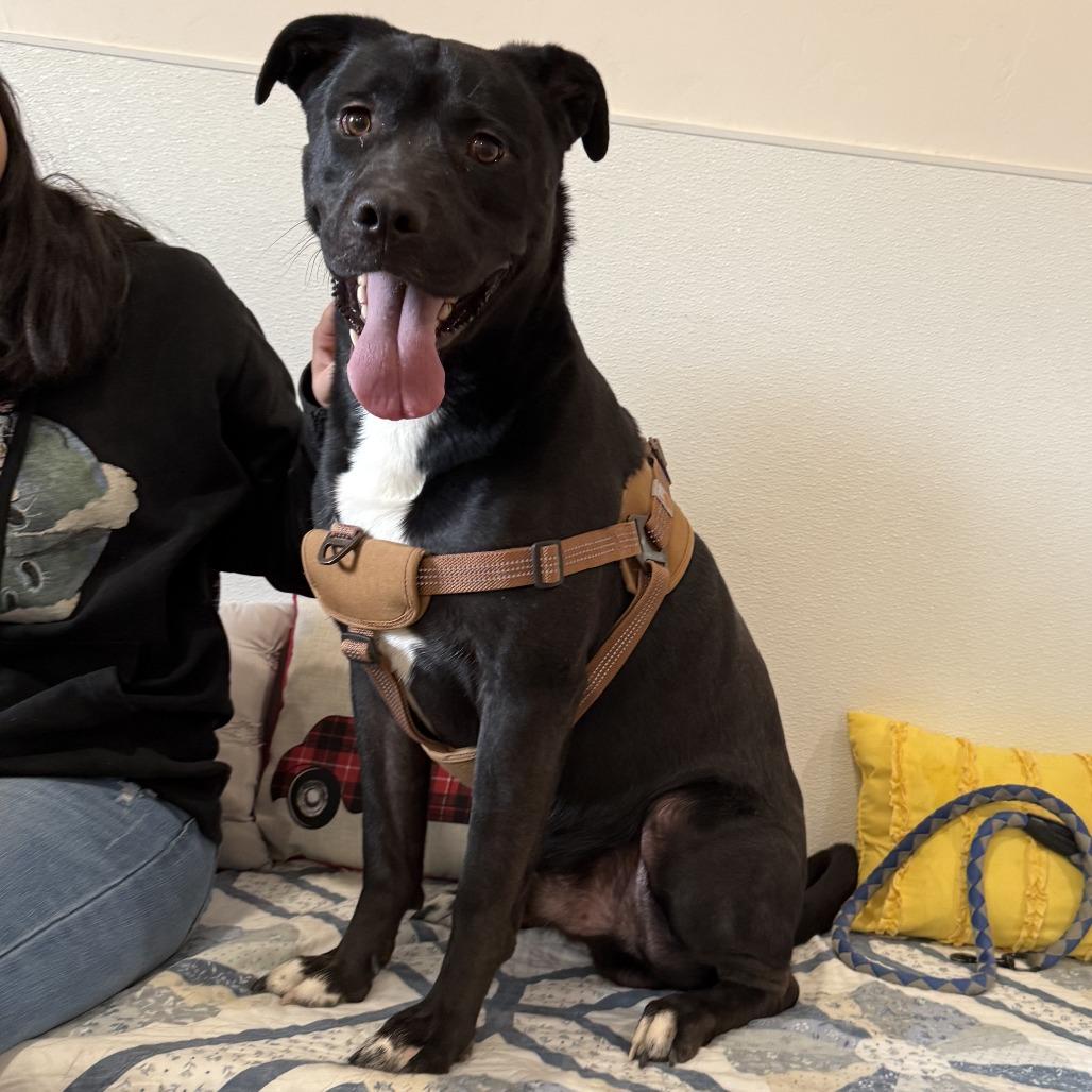 Enlarge Adonis, a Adoptable mixed breed in Cedaredge, CO image 3/6