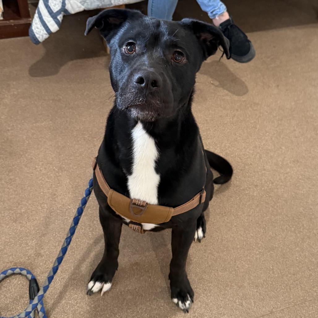 Enlarge Adonis, a Adoptable mixed breed in Cedaredge, CO image 4/6