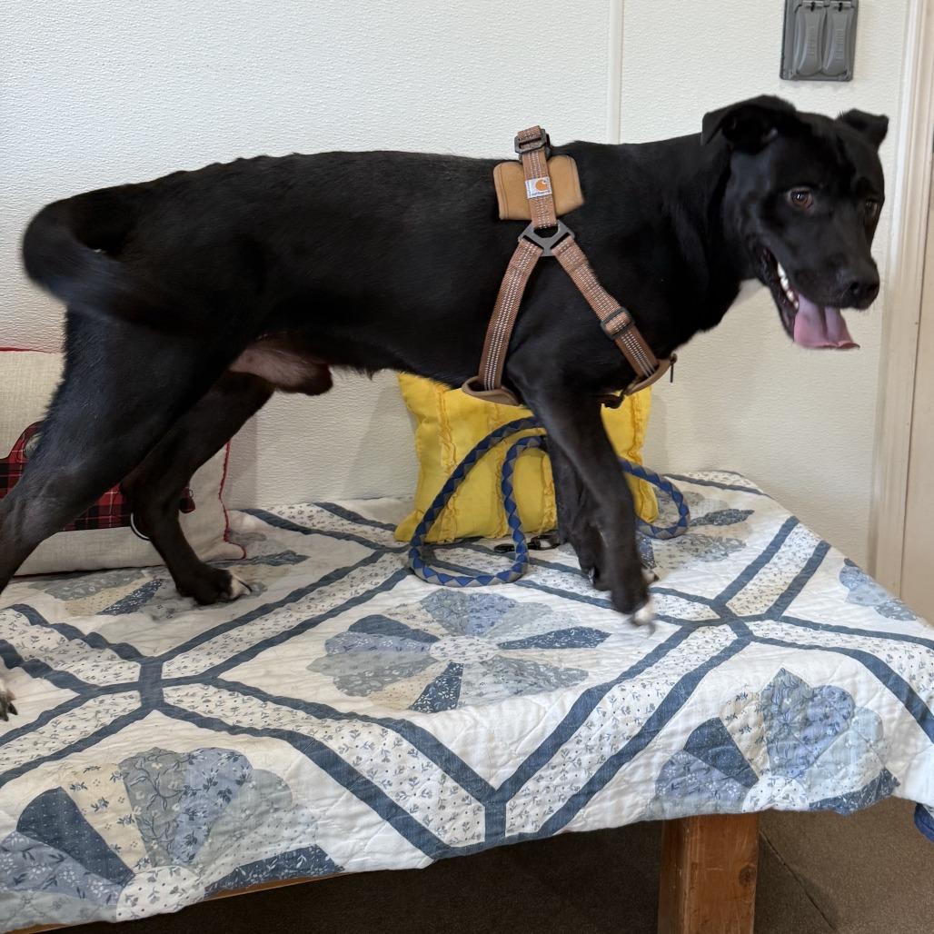 Enlarge Adonis, a Adoptable mixed breed in Cedaredge, CO image 5/6