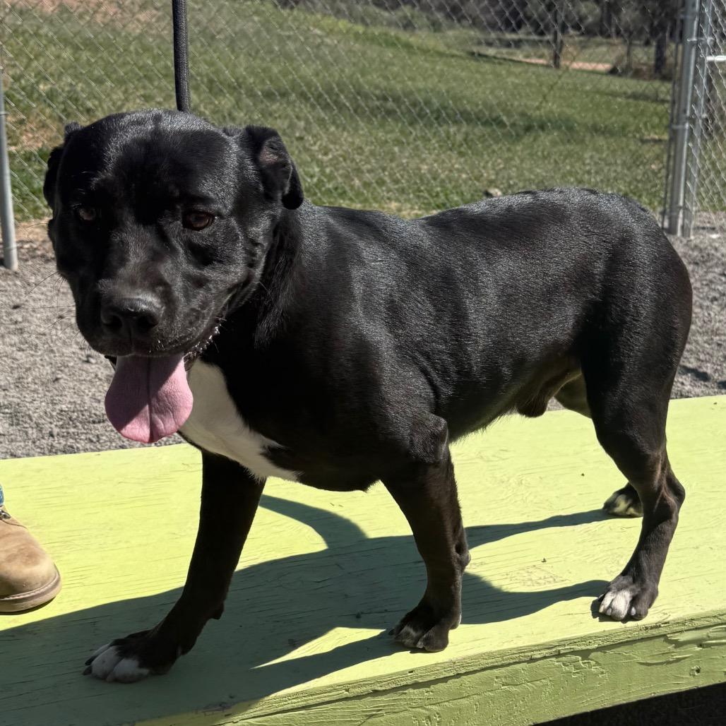 Enlarge Adonis, a Adoptable mixed breed in Cedaredge, CO image 3/6