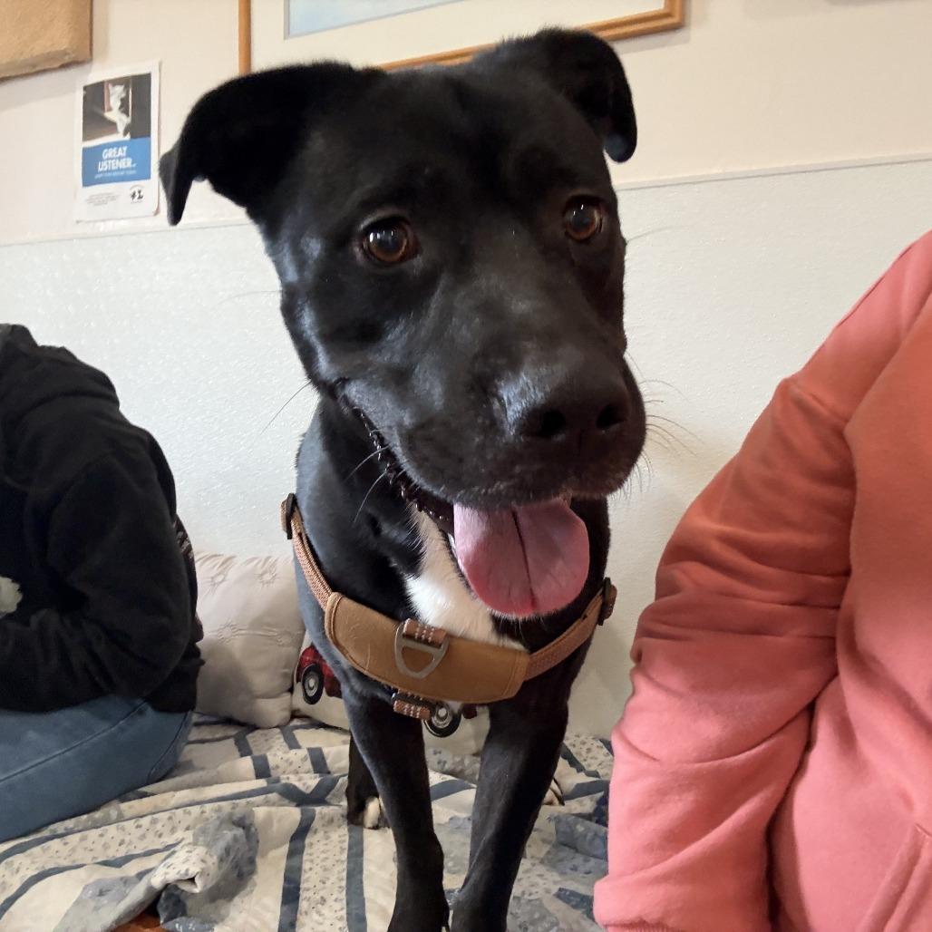 Enlarge Adonis, a Adoptable mixed breed in Cedaredge, CO image 6/6