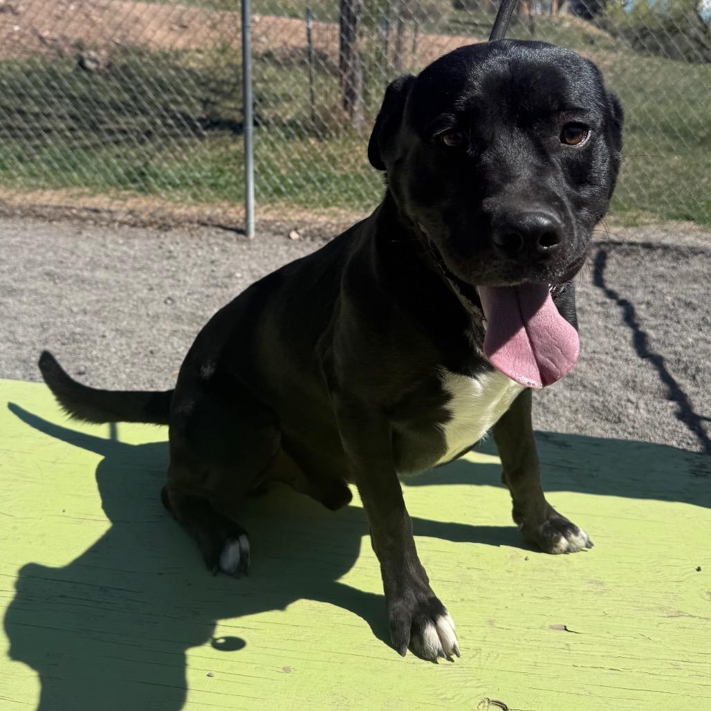 Enlarge Adonis, a Adoptable mixed breed in Cedaredge, CO image 4/6