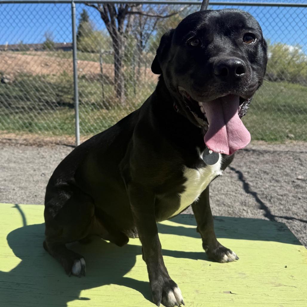 Enlarge Adonis, a Adoptable mixed breed in Cedaredge, CO image 5/6