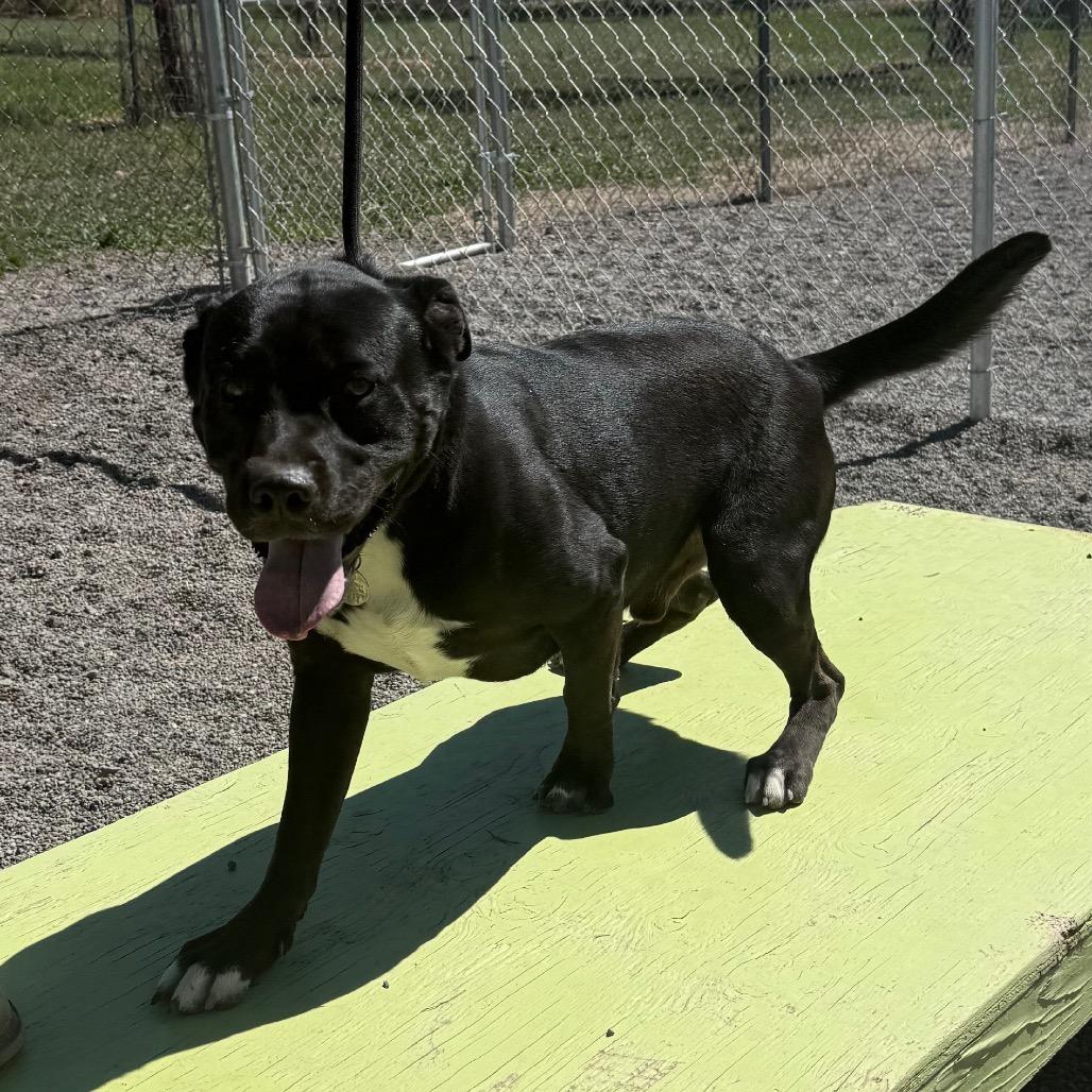 Enlarge Adonis, a Adoptable mixed breed in Cedaredge, CO image 6/6