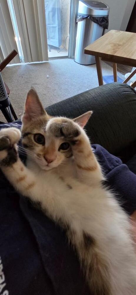 Biscotti, a Adoptable Domestic Short Hair in Oceanside, CA image 4/6