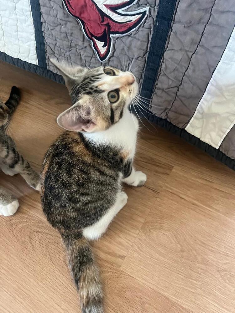 Biscotti, a Adoptable Domestic Short Hair in Oceanside, CA image 5/6