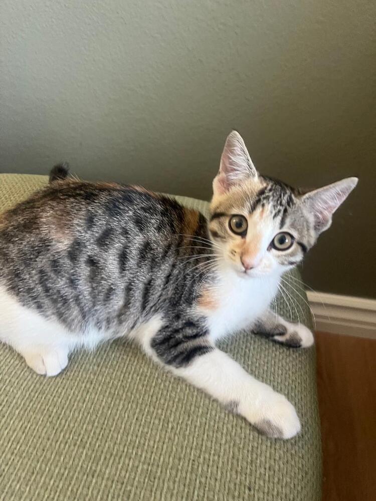 Biscotti, a Adoptable Domestic Short Hair in Oceanside, CA image 2/6