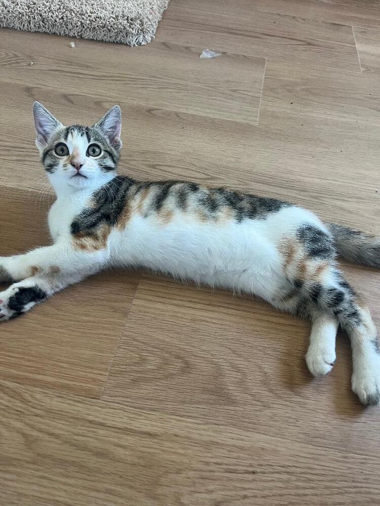 Biscotti, a Adoptable Domestic Short Hair in Oceanside, CA image 6/6