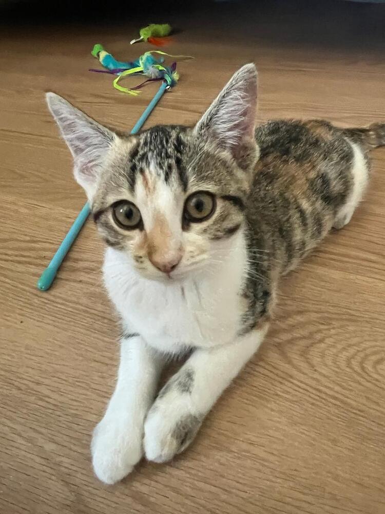 Biscotti, a Adoptable Domestic Short Hair in Oceanside, CA image 1/6