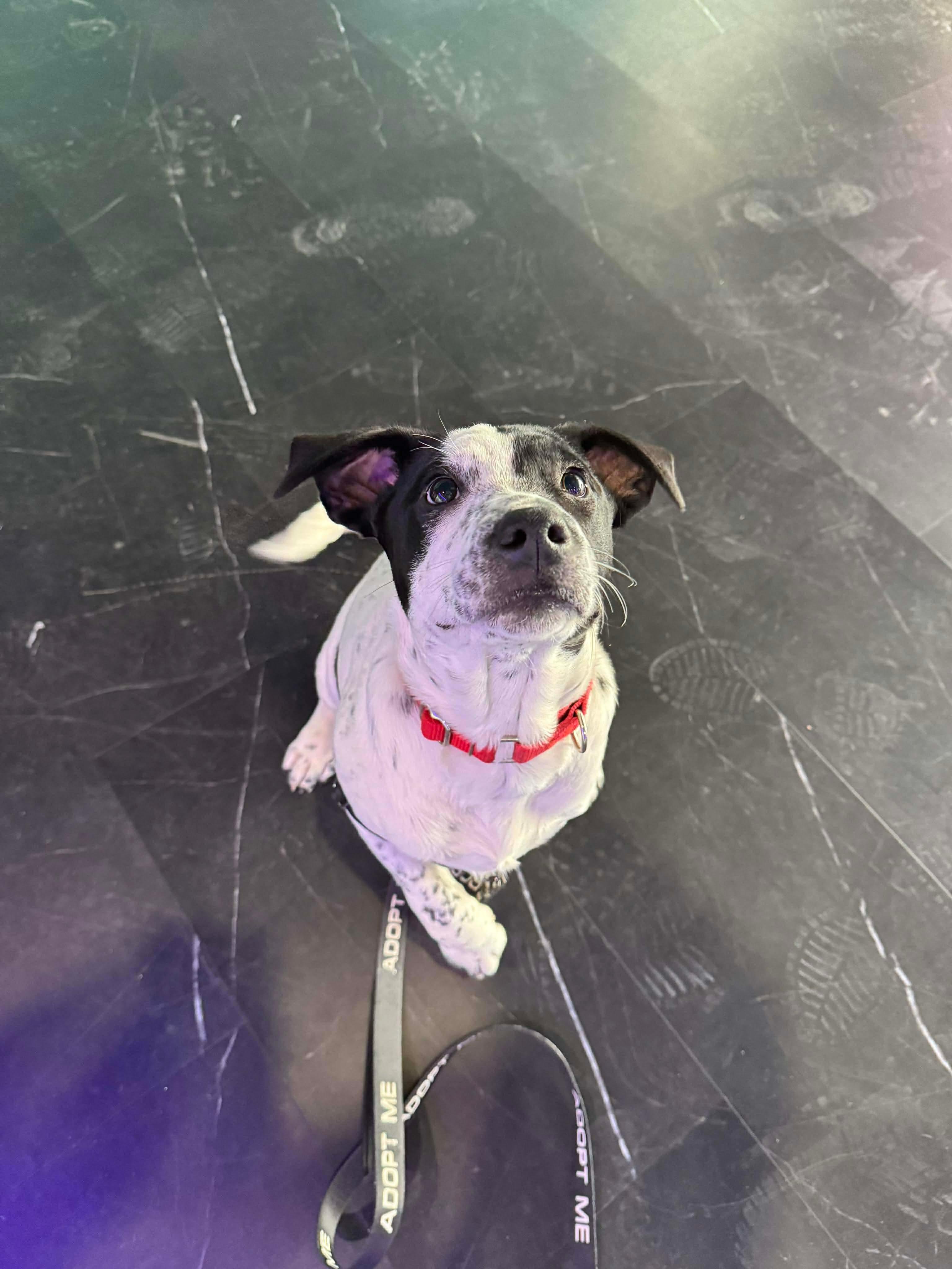 Mable , a Adoptable Mixed Breed in Argyle, NY image 6/6