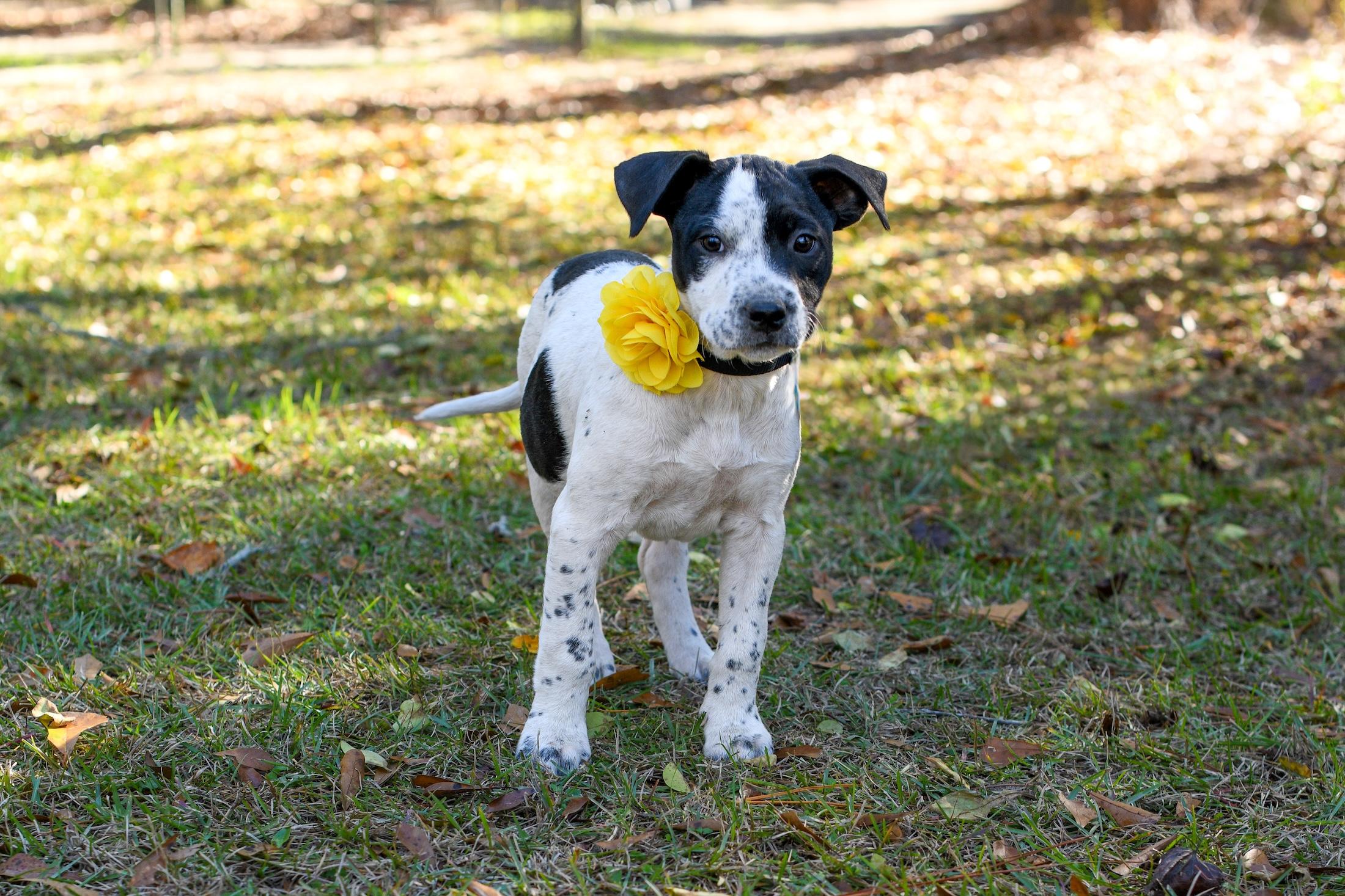 Enlarge Mable , a Adoptable Mixed Breed in Argyle, NY image 4/4