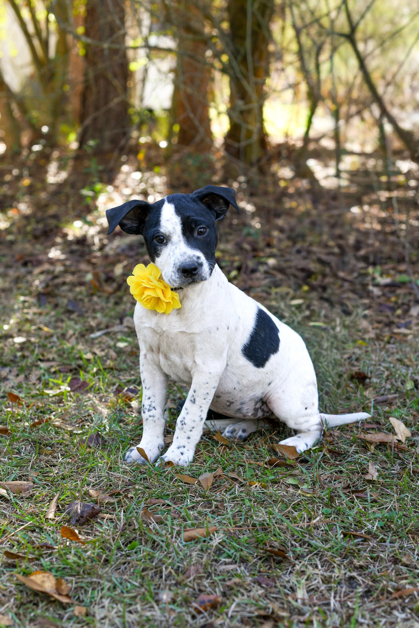 Enlarge Mable , a Adoptable Mixed Breed in Argyle, NY image 3/4