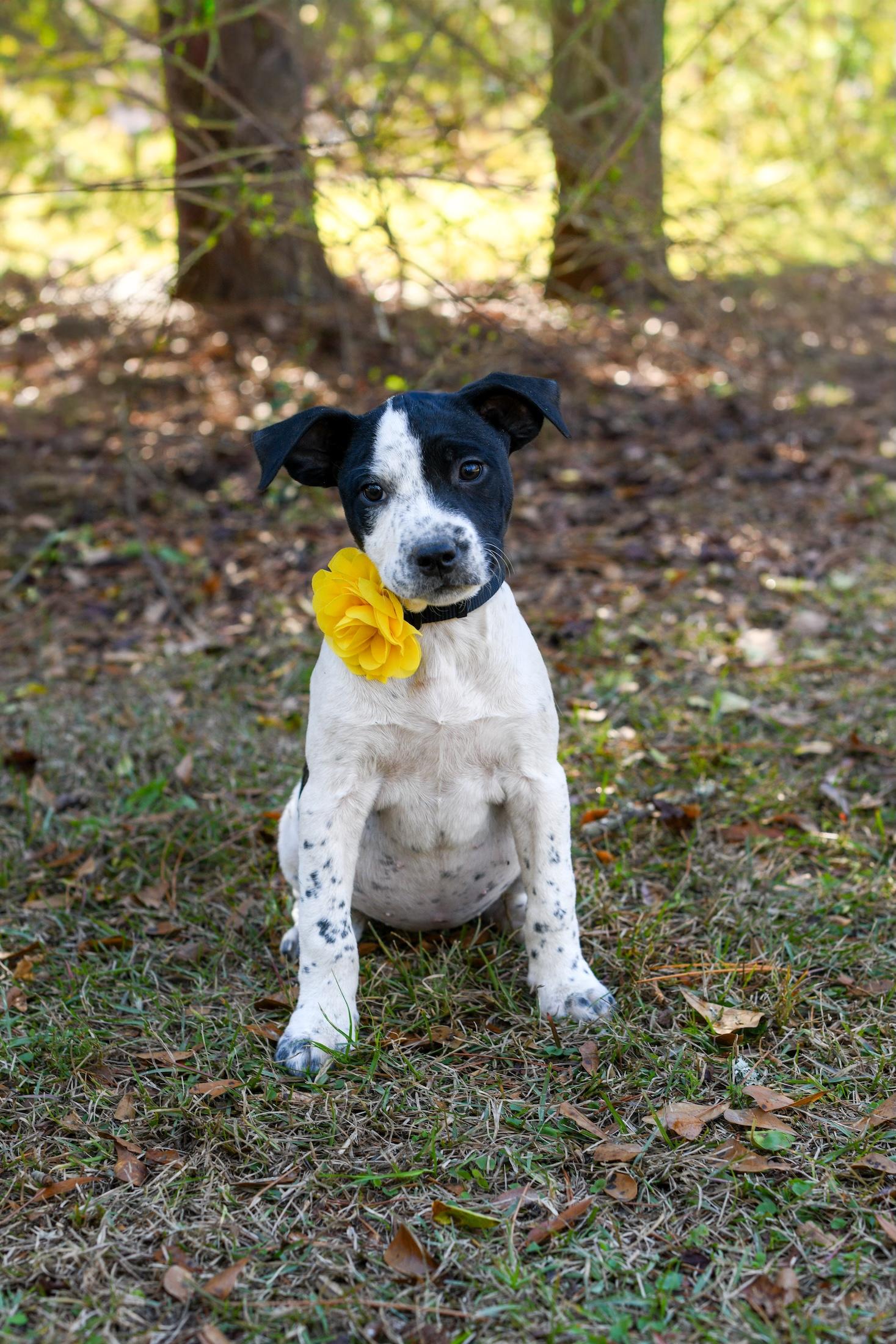 Mable , Adoptable, Puppy Female Mixed Breed.