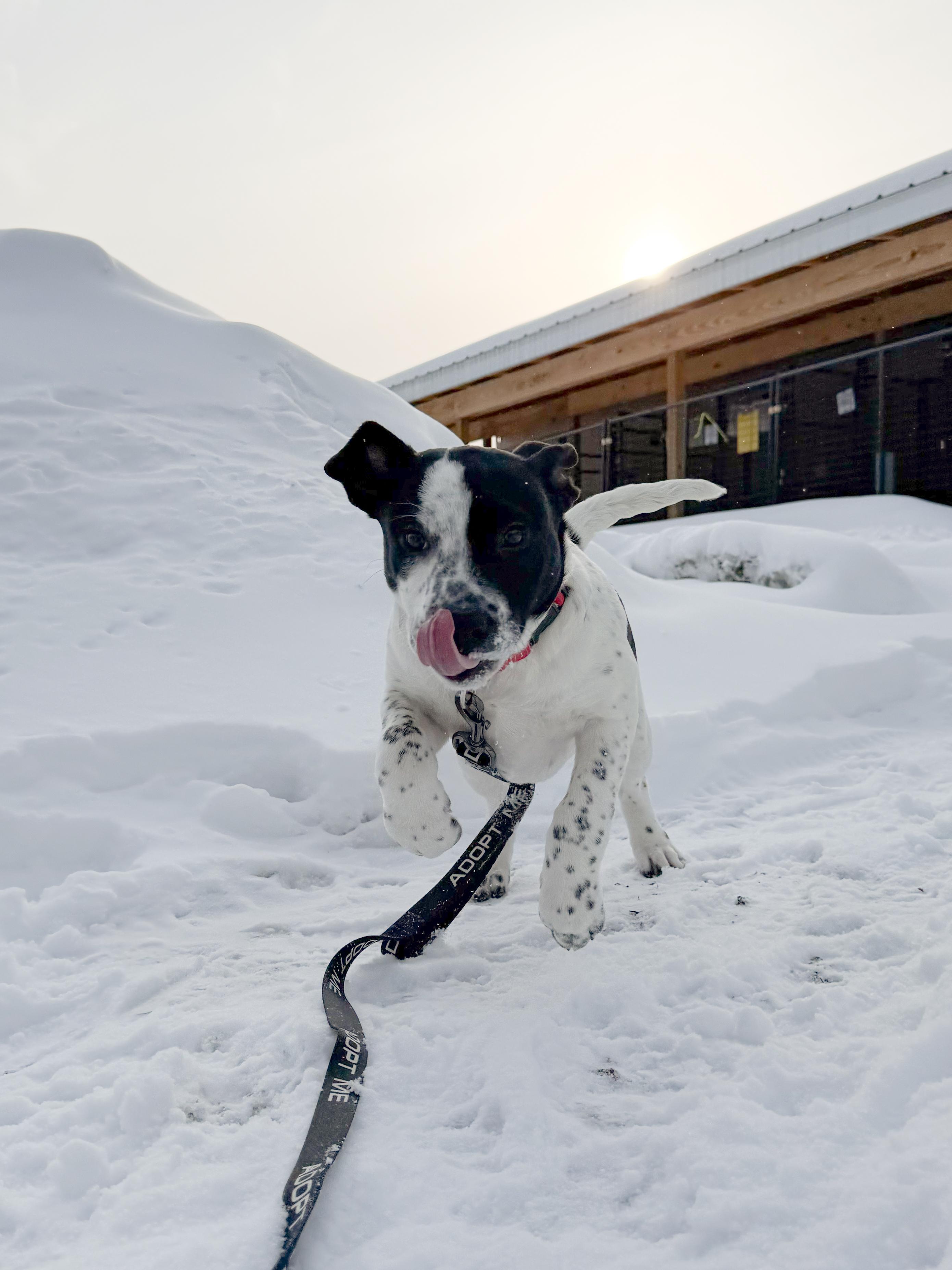Mable , a Adoptable Mixed Breed in Argyle, NY image 3/6