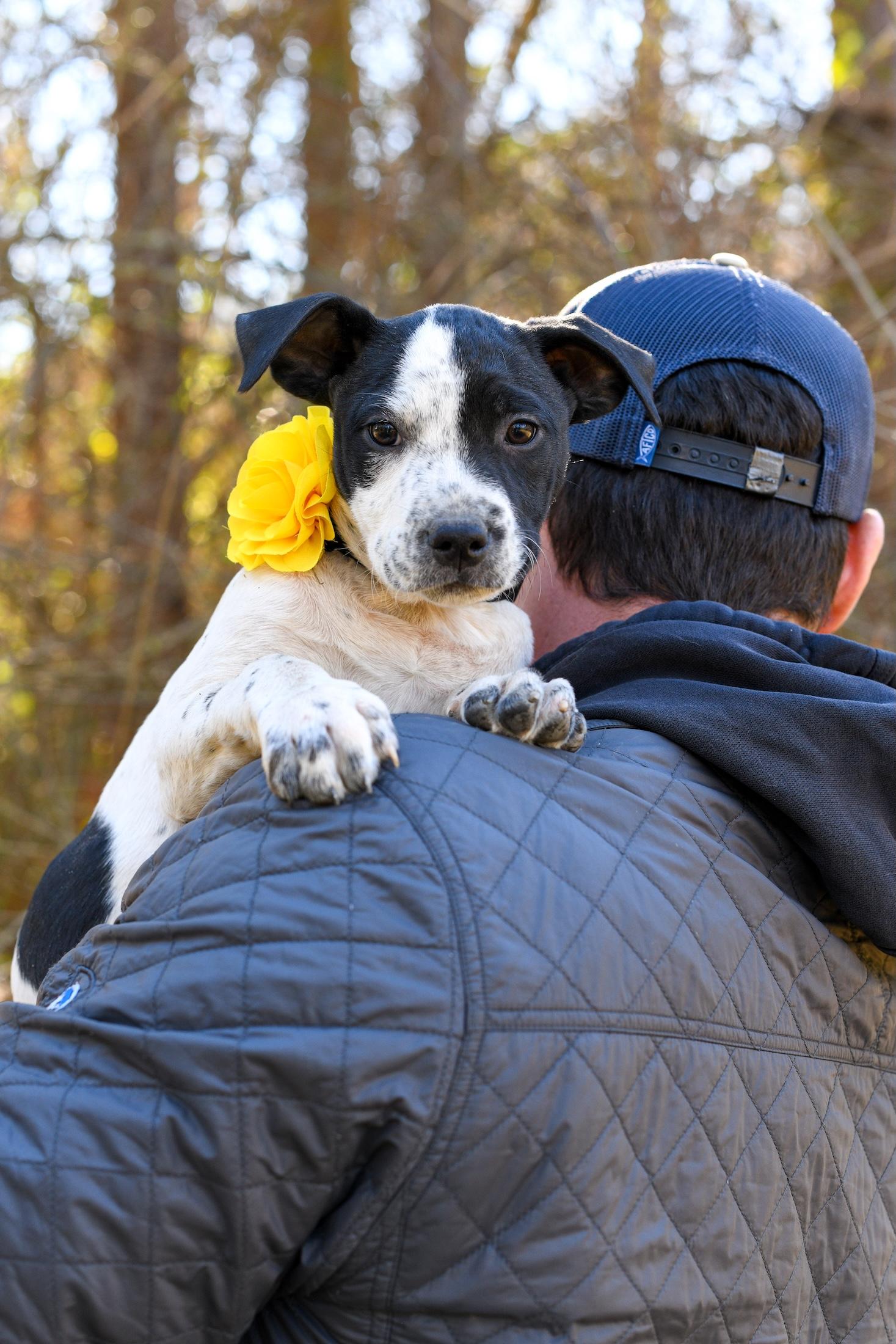 Enlarge Mable , a Adoptable Mixed Breed in Argyle, NY image 2/4