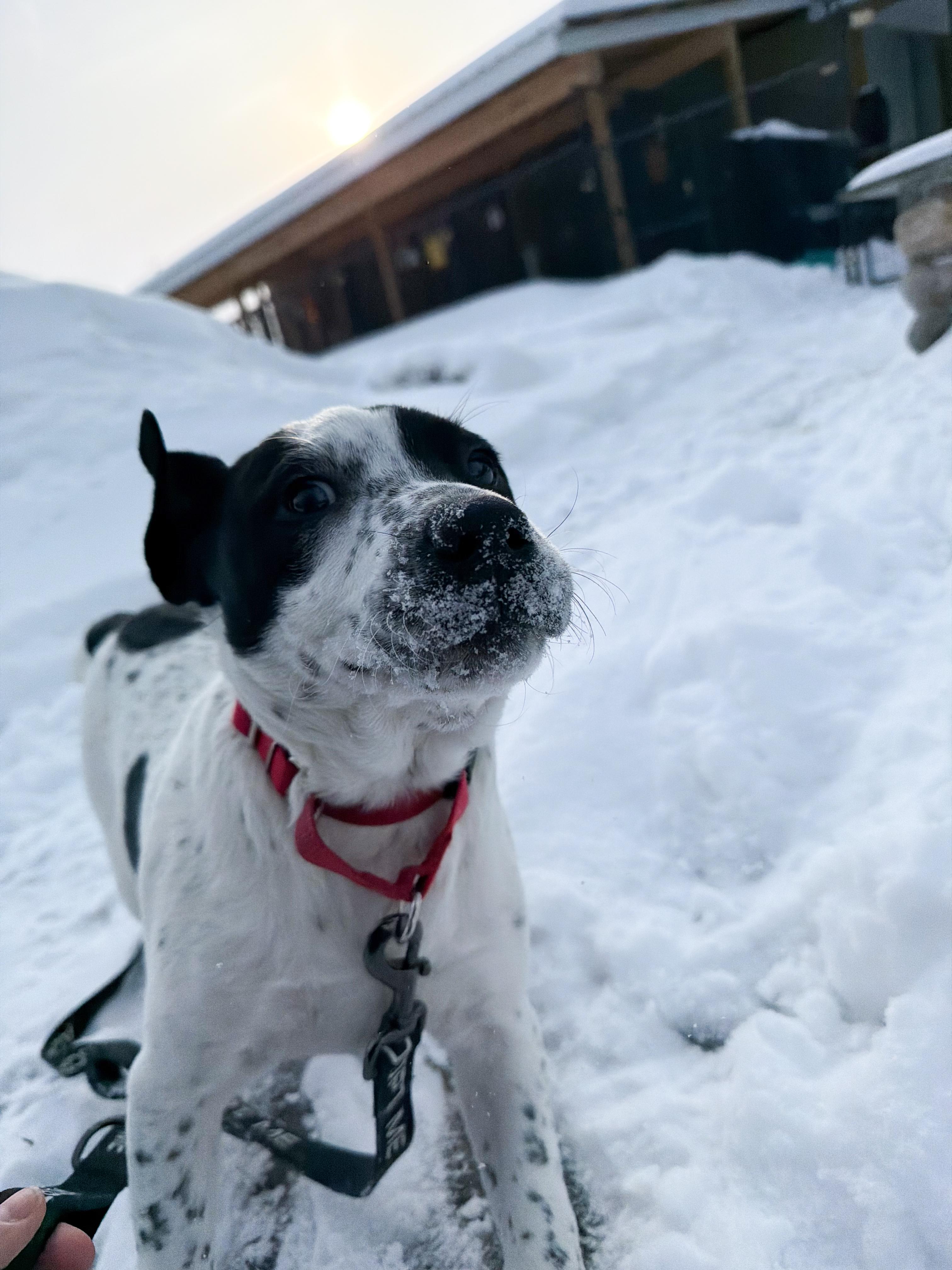 Mable , a Adoptable Mixed Breed in Argyle, NY image 2/6