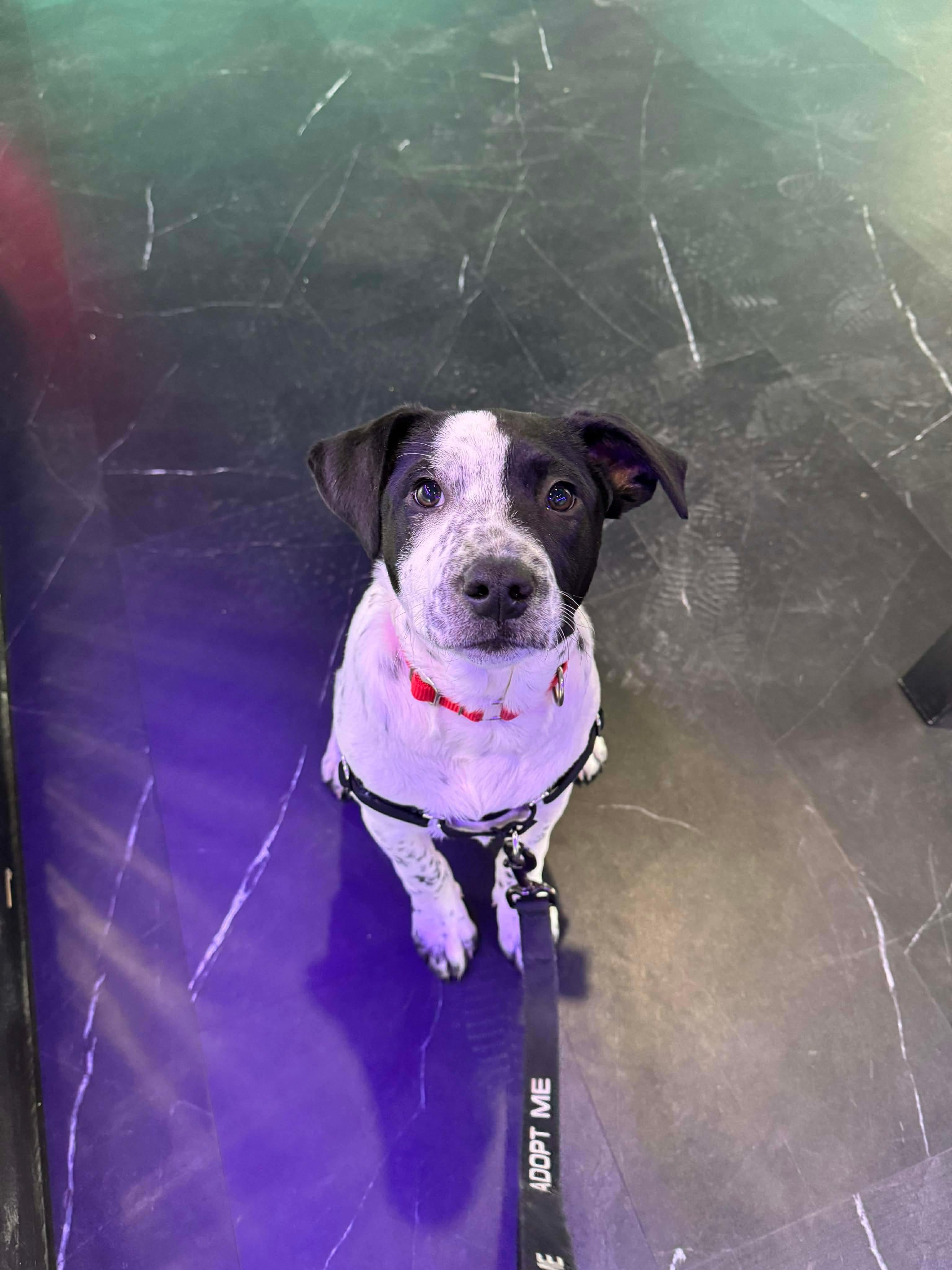 Mable , a Adoptable Mixed Breed in Argyle, NY image 5/6