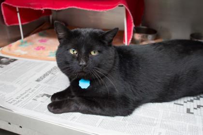 Herschel, Adoptable, Adult Male Domestic Short Hair & Domestic Short Hair.