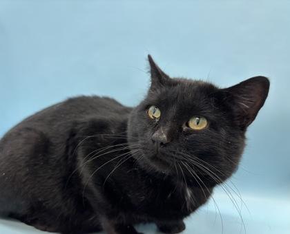 Herschel, a Adoptable mixed breed in Woodbury, MN image 1/2