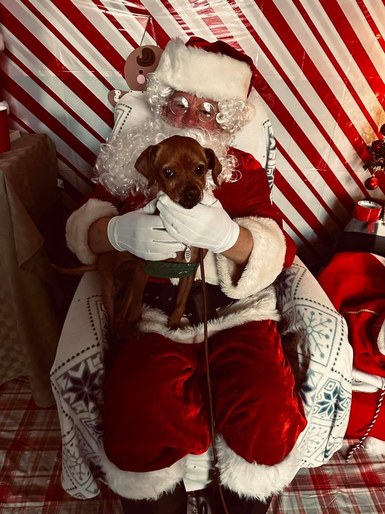 MM- Cedric, a Adoptable mixed breed in Warrenton, MO image 1/6