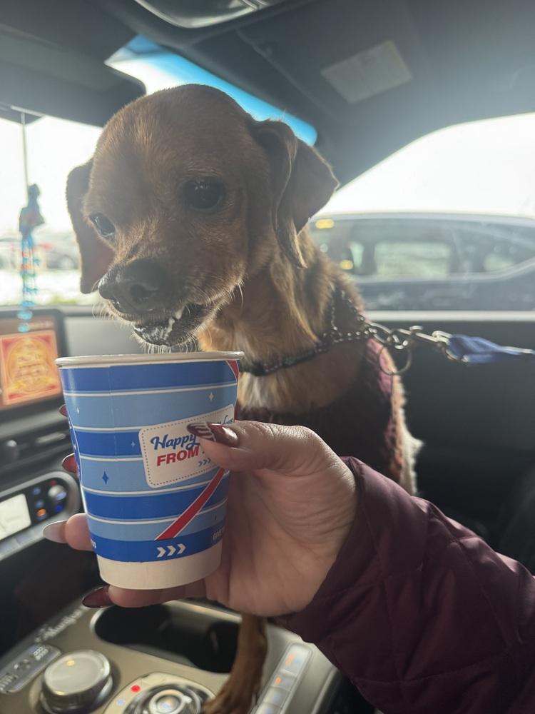 MM- Cedric, a Adoptable mixed breed in Warrenton, MO image 3/6