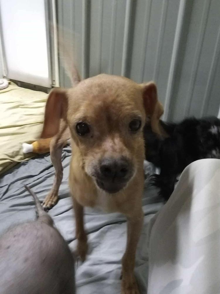 MM- Cedric, a Adoptable mixed breed in Warrenton, MO image 4/6