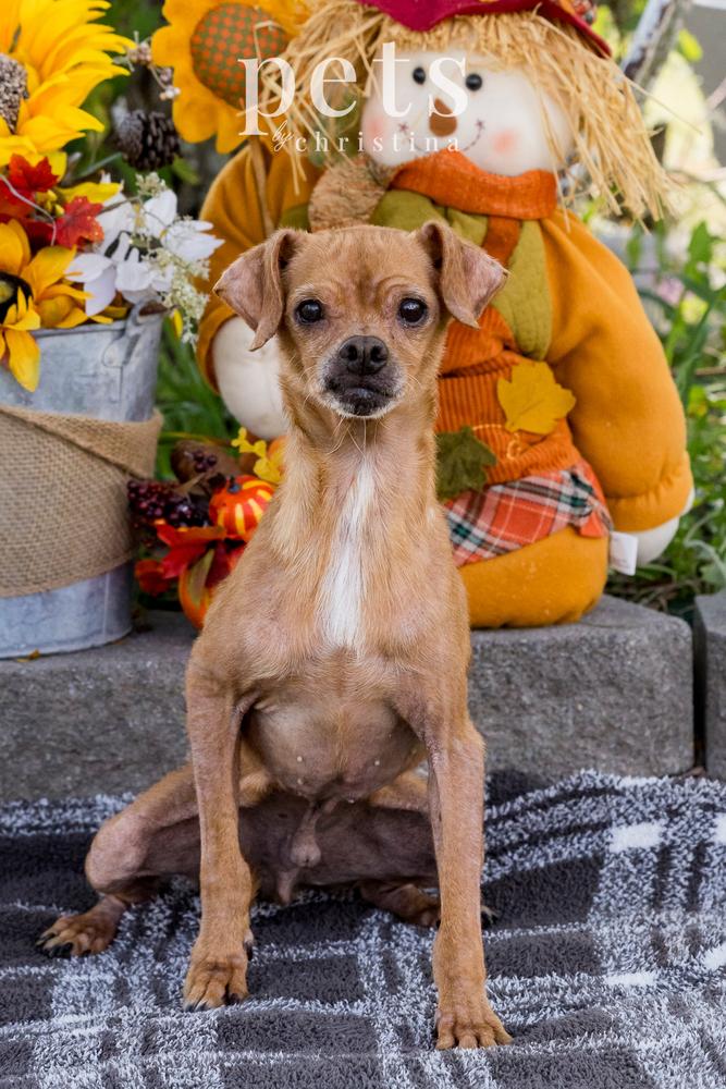 MM- Cedric, a Adoptable mixed breed in Warrenton, MO image 6/6