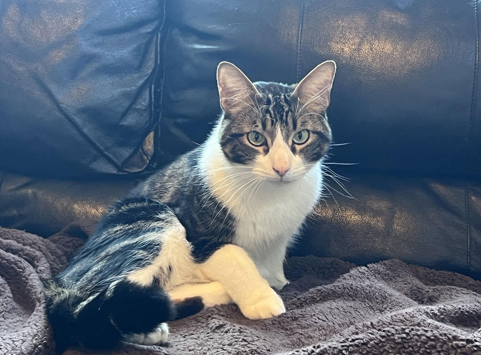 Enlarge Elijah (bonded with Rebekah), a Adoptable mixed breed in Oakland, CA image 2/3