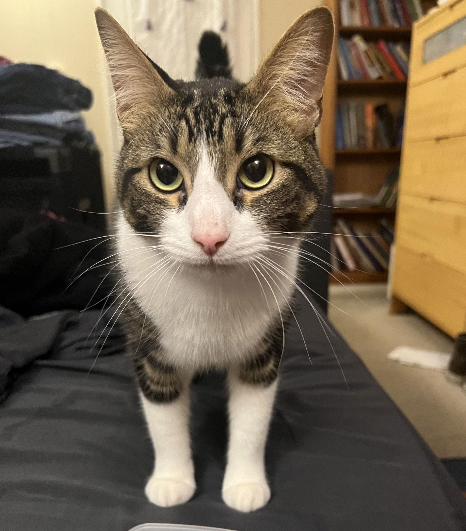 Enlarge Elijah (bonded with Rebekah), a Adoptable mixed breed in Oakland, CA image 3/3