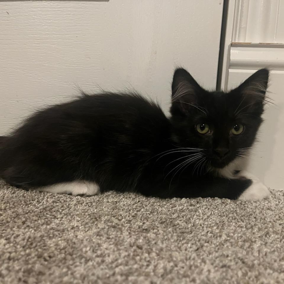 Enlarge Ranger, a Adoptable Domestic Long Hair in Talent, OR image 1/1