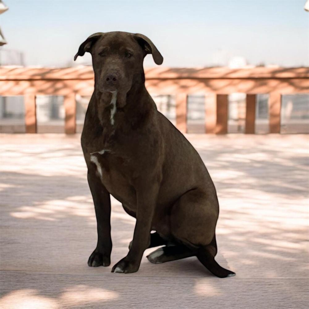 Knox, Adoptable, Puppy Male Labrador Retriever.