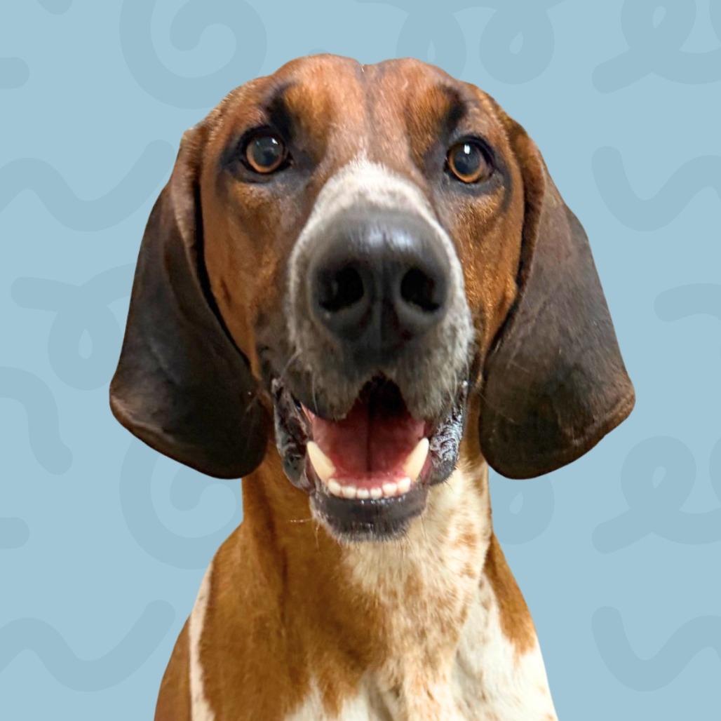 Enlarge Ranger, a Adoptable Treeing Walker Coonhound in Reno, NV image 1/2