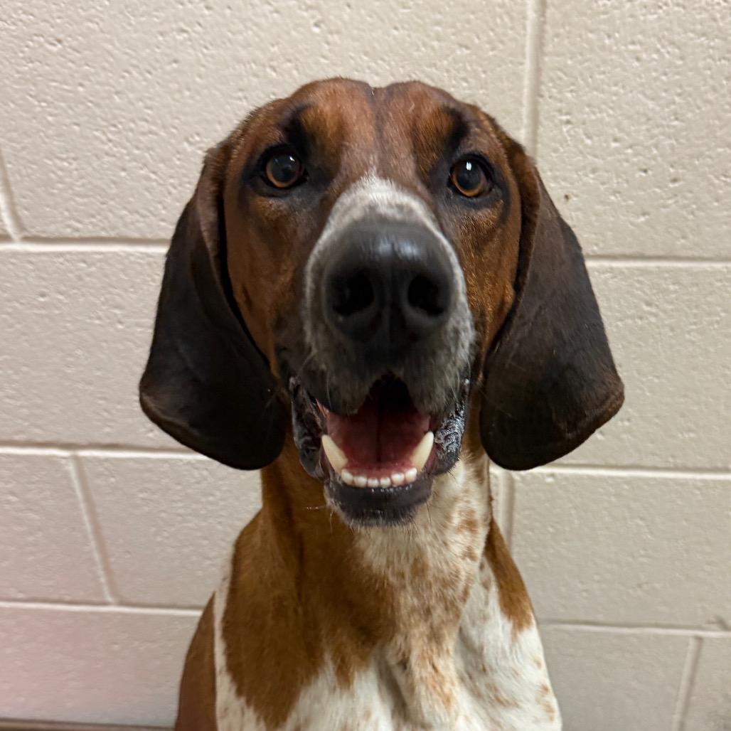 Enlarge Ranger, a Adoptable Treeing Walker Coonhound in Reno, NV image 2/2
