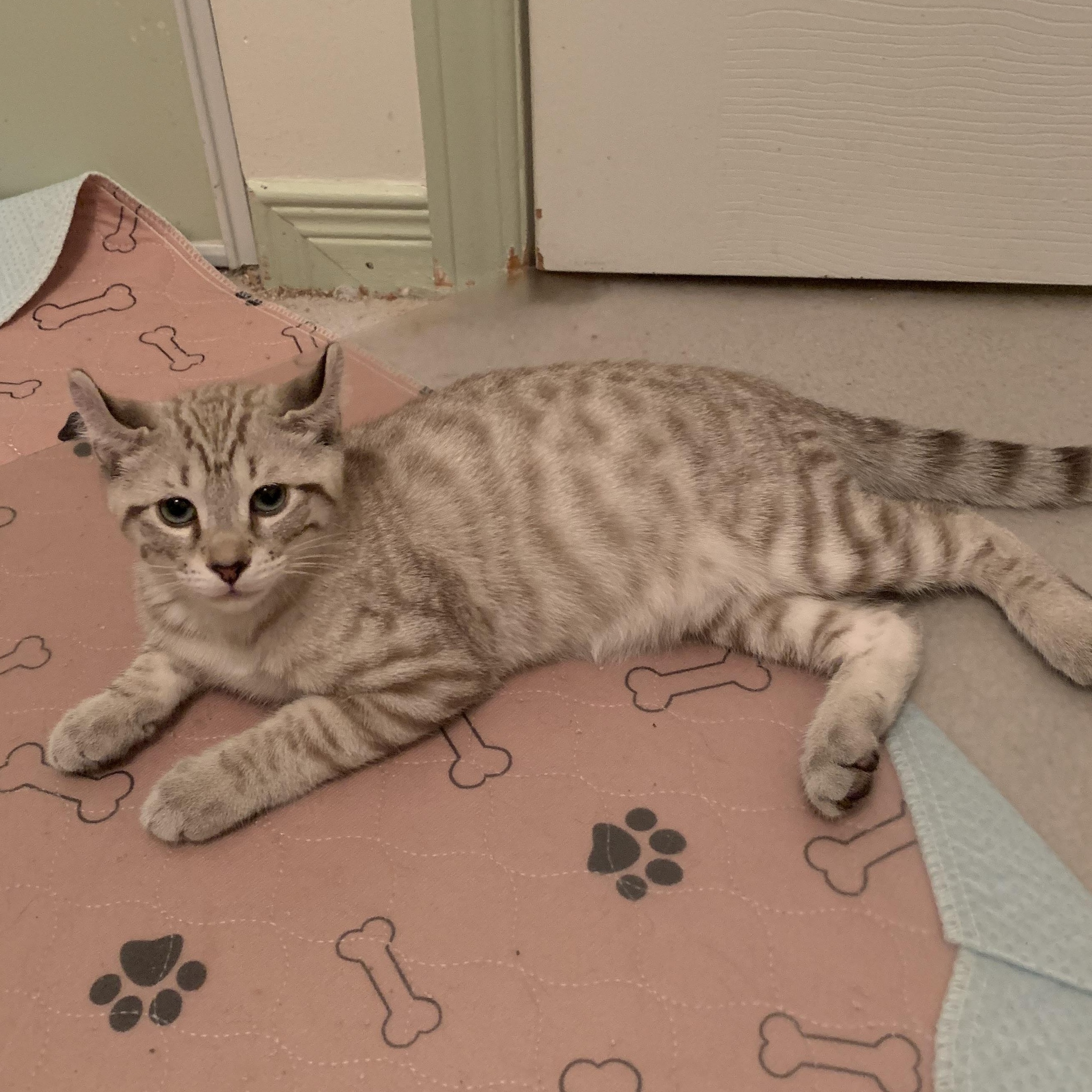 Mallow, Adoptable, Kitten Male Domestic Short Hair.