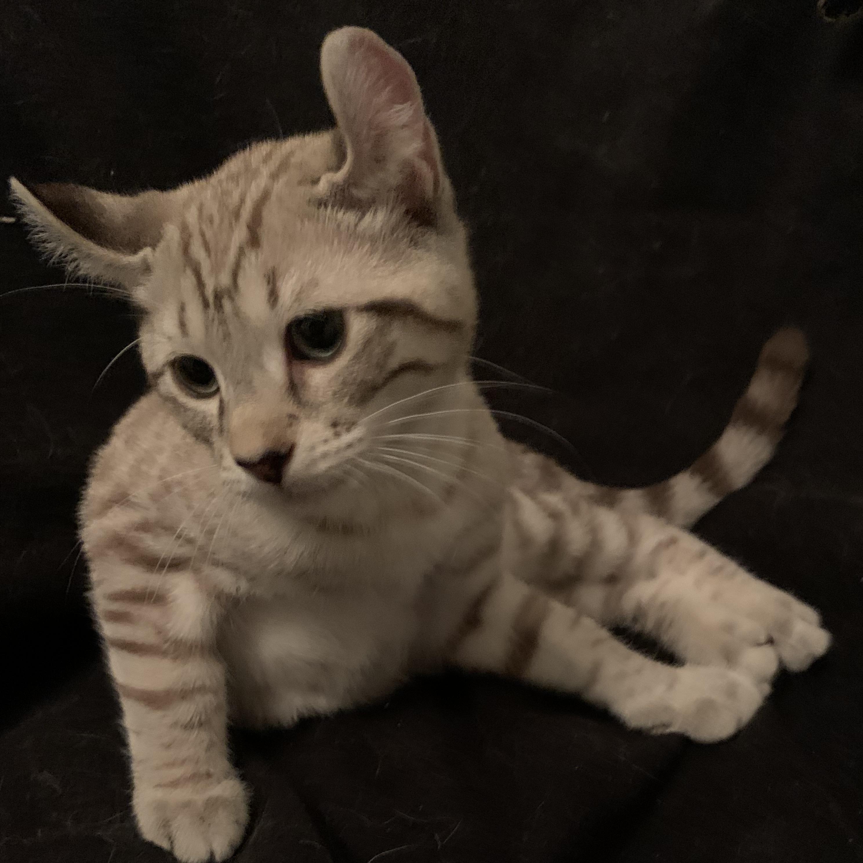 Enlarge Mallow, a Adoptable Domestic Short Hair in Ottawa, ON image 6/6
