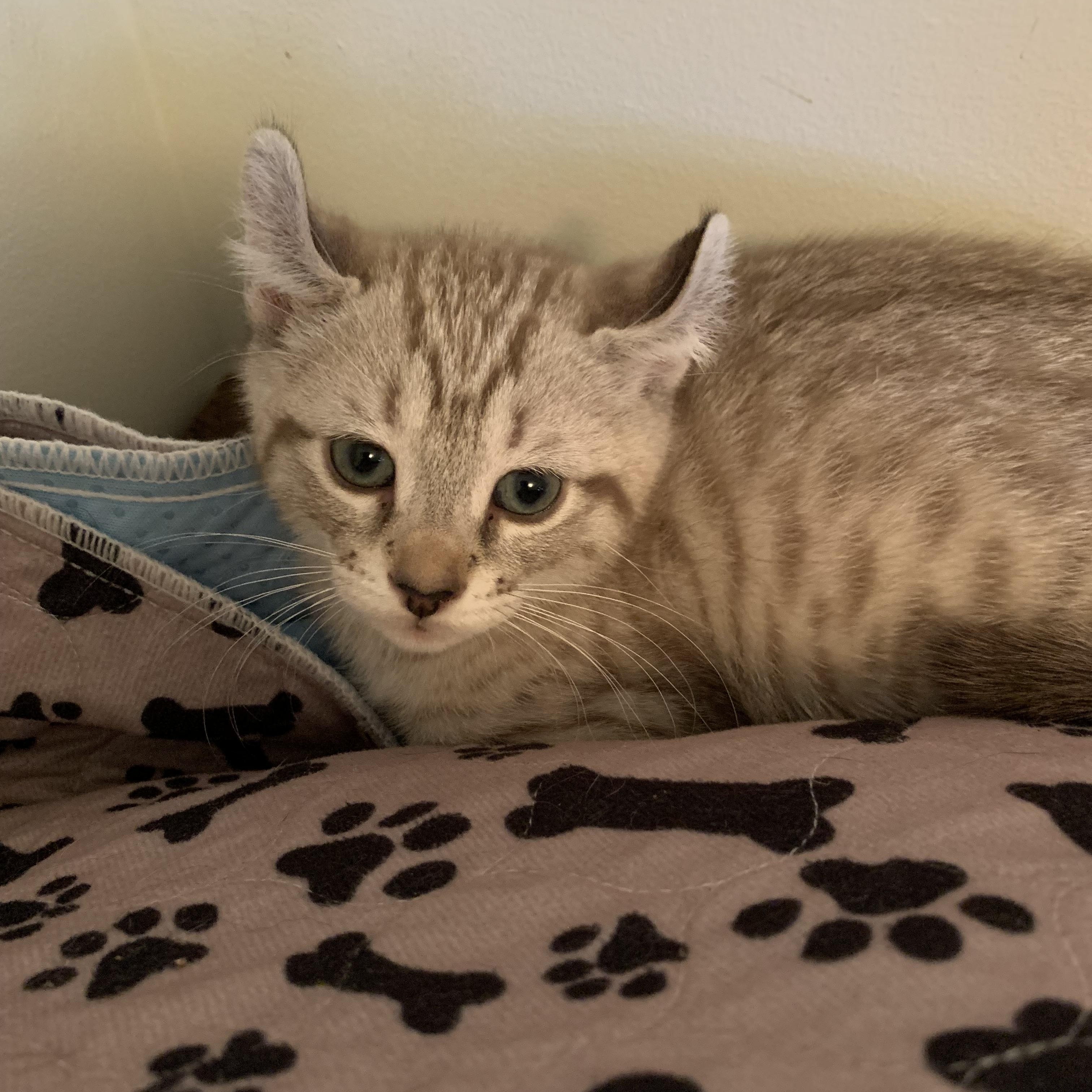 Enlarge Mallow, a Adoptable Domestic Short Hair in Ottawa, ON image 2/6