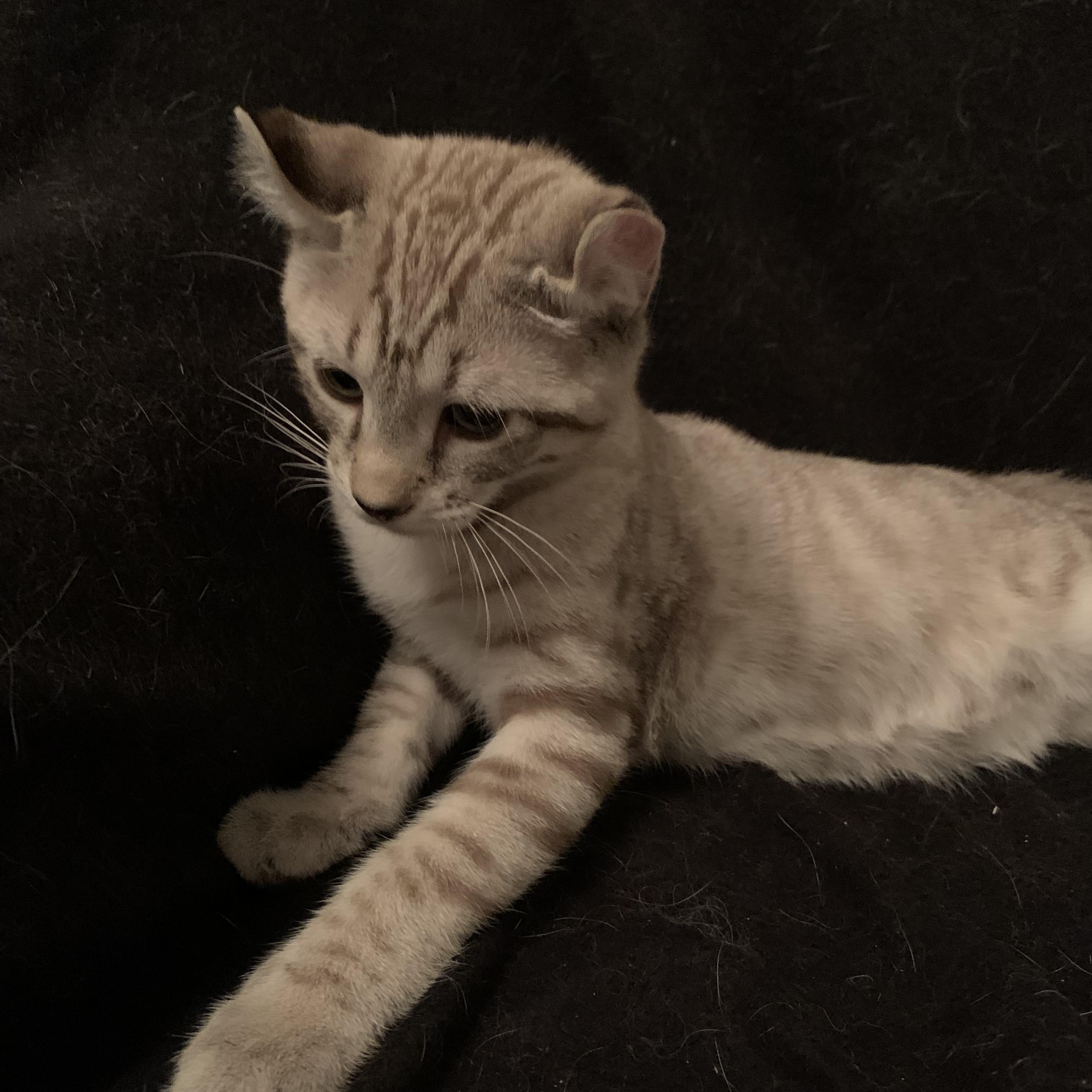 Enlarge Mallow, a Adoptable Domestic Short Hair in Ottawa, ON image 4/6