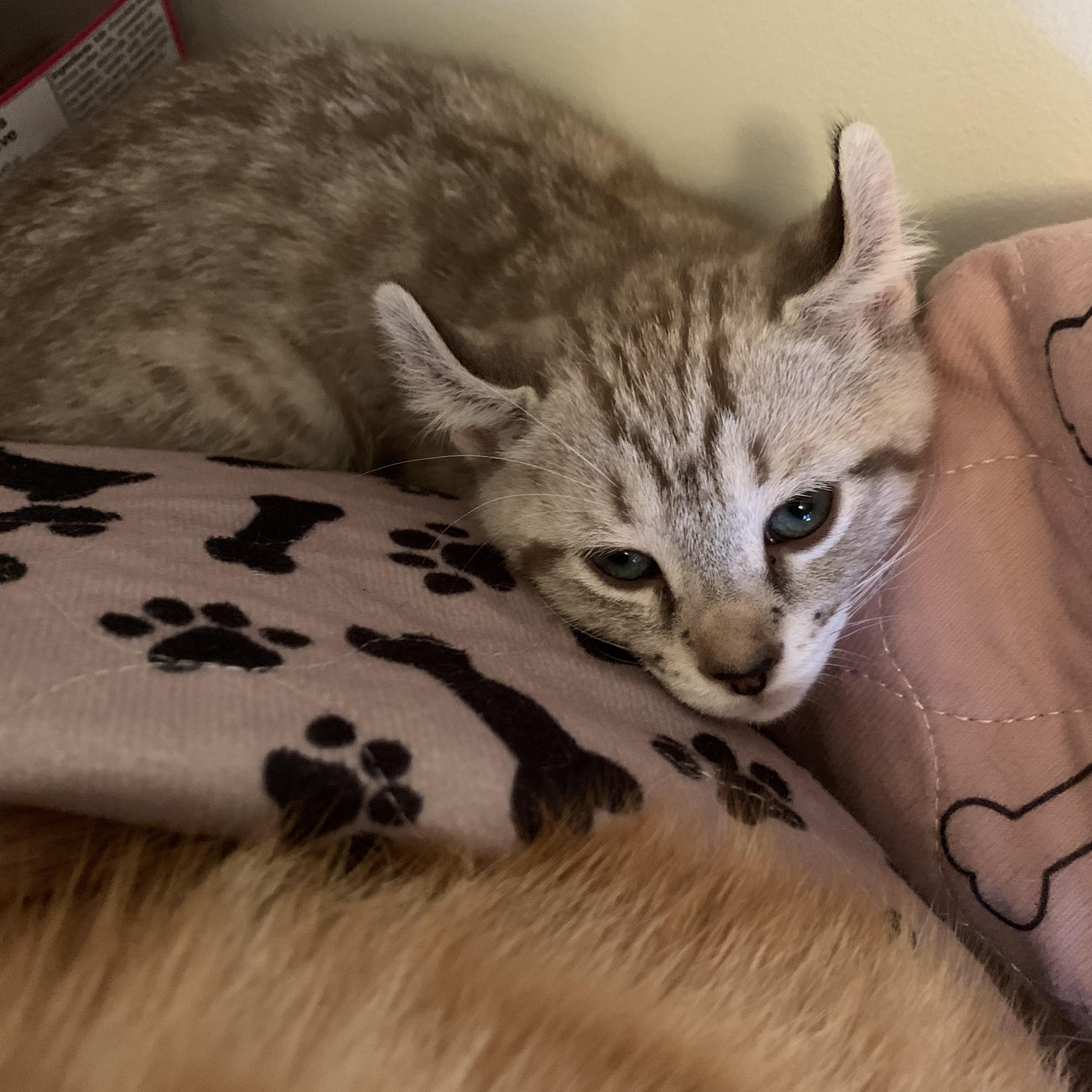 Enlarge Mallow, a Adoptable Domestic Short Hair in Ottawa, ON image 3/6