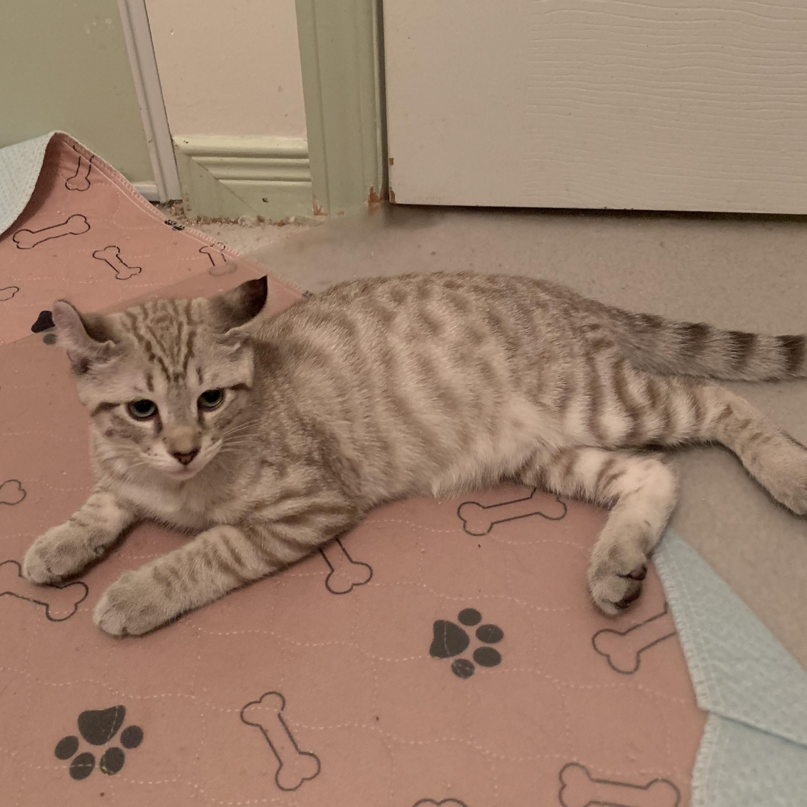 Enlarge Mallow, a Adoptable Domestic Short Hair in Ottawa, ON image 5/6