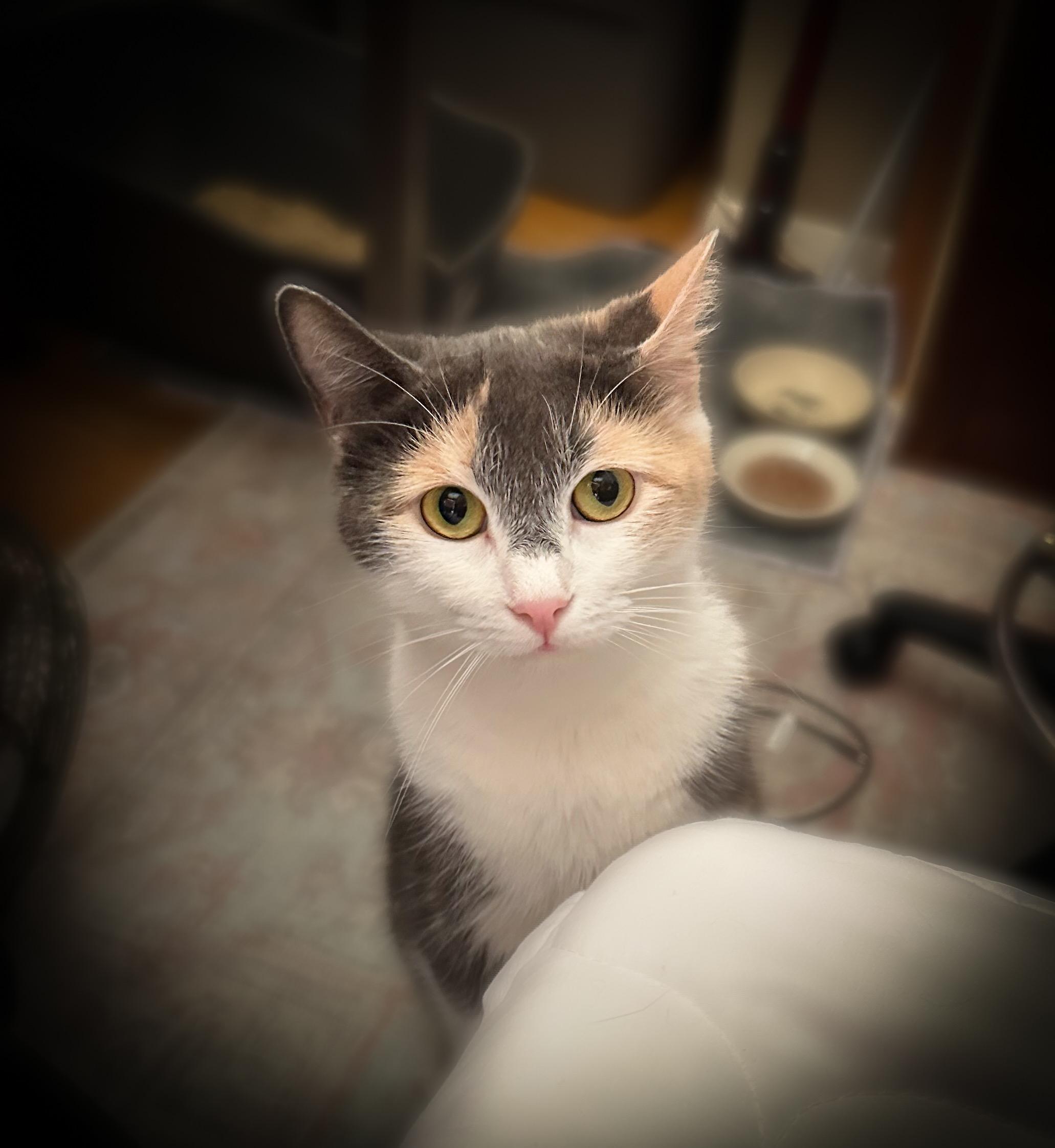 Mombo, a Adoptable Dilute Calico in Jersey City, NJ image 5/5
