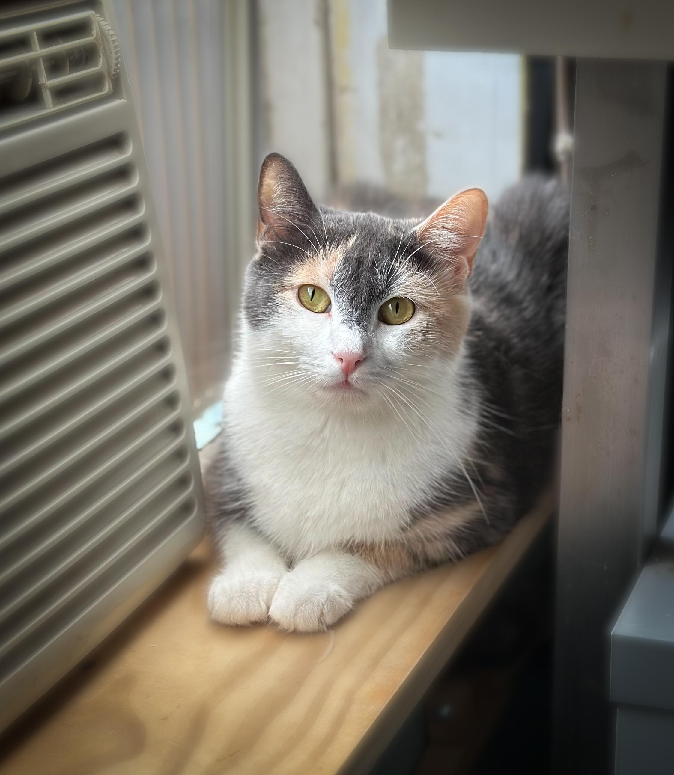 Mombo, a Adoptable Dilute Calico in Jersey City, NJ image 4/5