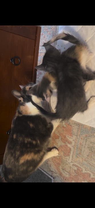 Enlarge Mombo, a Adoptable Dilute Calico in Jersey City, NJ video 2/5