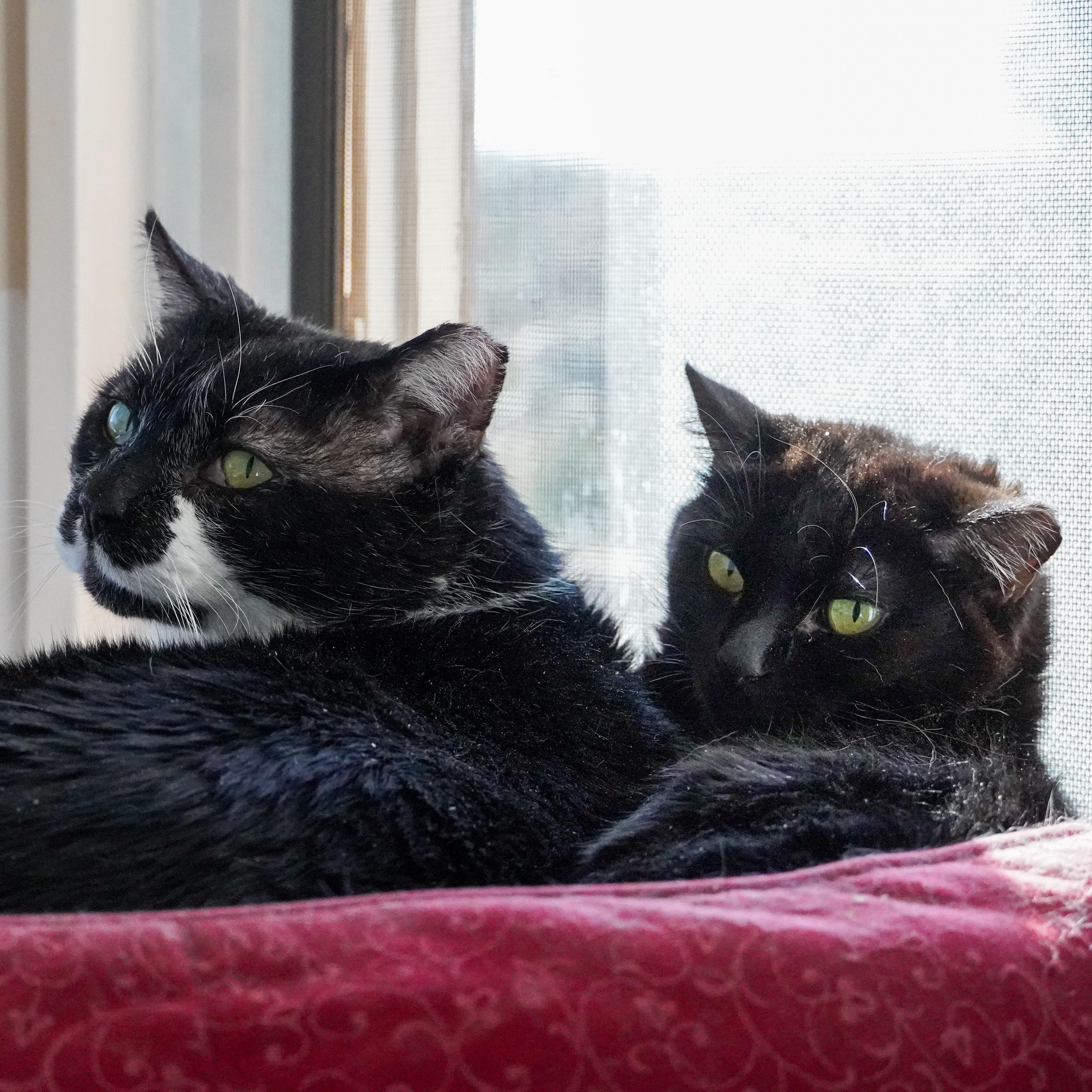 Eleanor, a Adoptable mixed breed in Santa Fe, NM image 4/6