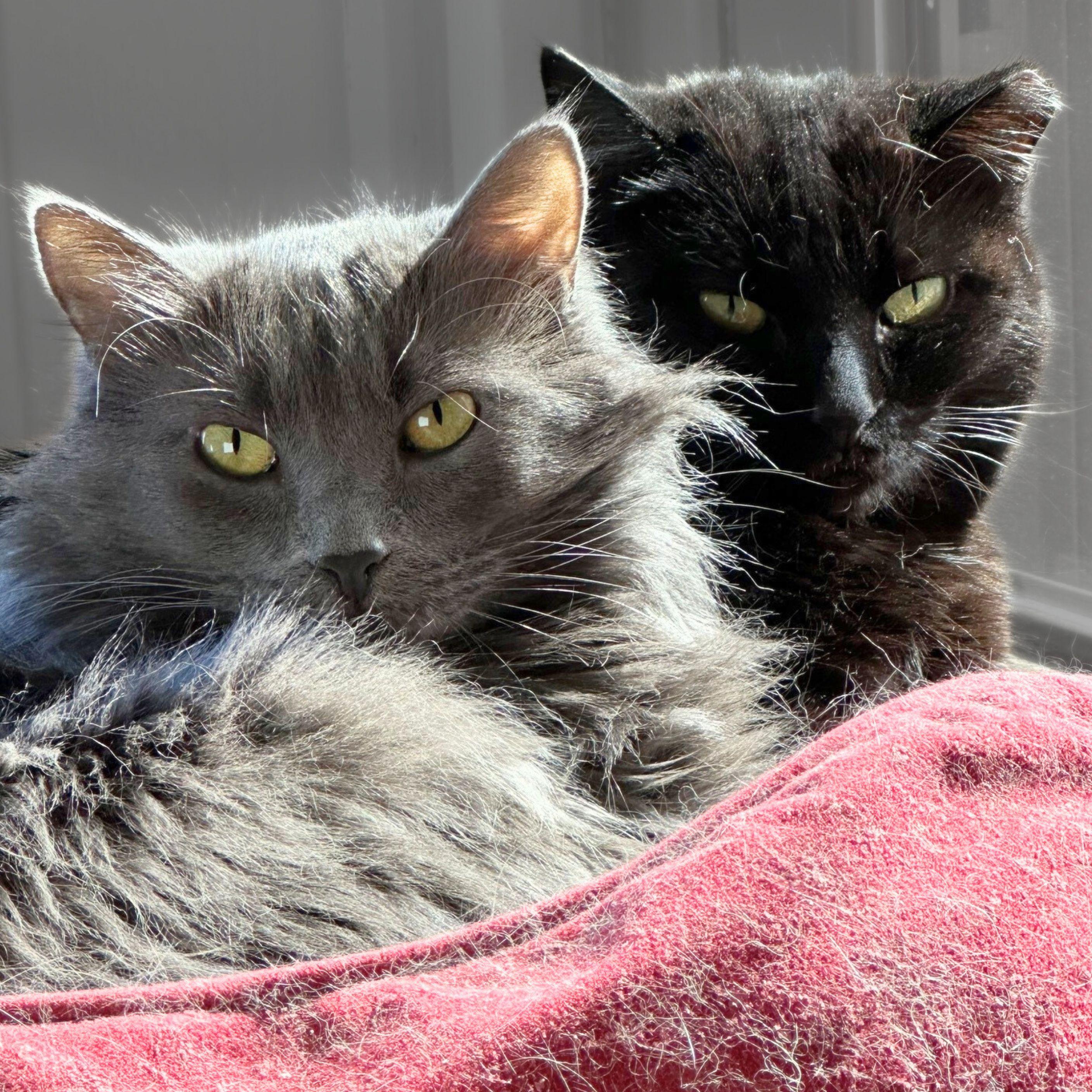 Enlarge Eleanor, a Adoptable mixed breed in Santa Fe, NM image 2/3