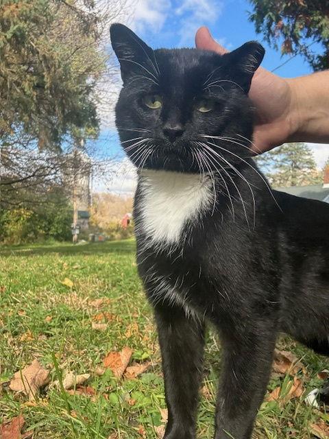 Saboi, a Adoptable Domestic Short Hair in Blaine, MN image 1/3